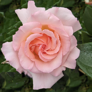 Rosa Compassion