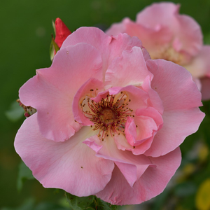 Rosa Summer Wine