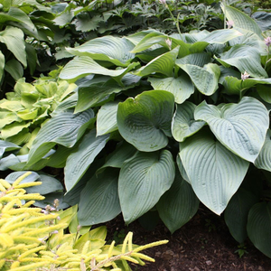 Hosta Empress Wu (PBR)