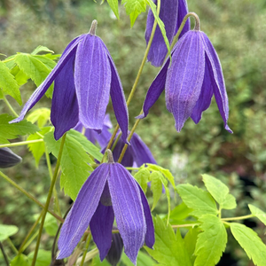 Clematis Frances Rivis