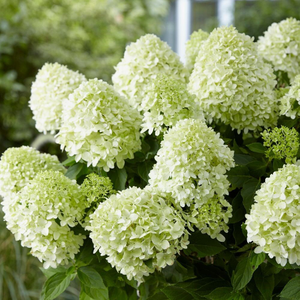 Hydrangea paniculata Little Spooky ('GRHP08') (PBR)