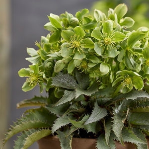 Helleborus × nigercors The Rockies Pike Peak
