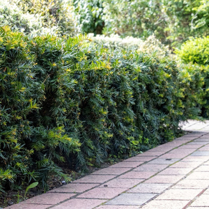 Taxus baccata Repandens
