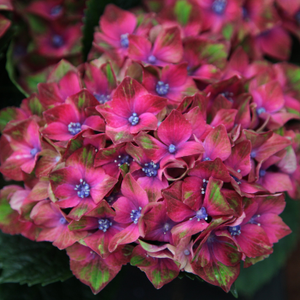Hydrangea macrophylla Glam Rock ('Horwack') (PBR)