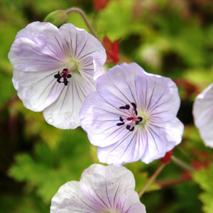 Geranium Lilac Ice