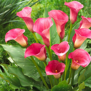 Zantedeschia Captain Romance (PBR) (Captain Series)