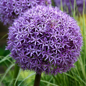 Allium Globemaster