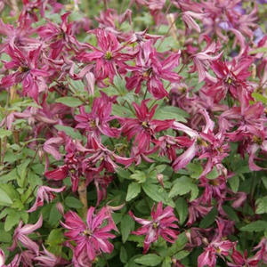Clematis Rosalyn ('Zo09087') (PBR)