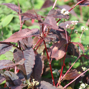 Persicaria microcephala Red Dragon (PBR)