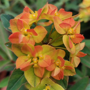 Euphorbia Walberton's Embers Glow