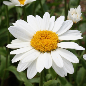 Leucanthemum × superbum Snowcap