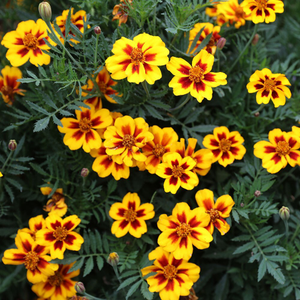 Tagetes patula Naughty Marietta