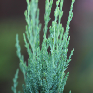 Juniperus scopulorum Blue Arrow