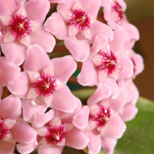 Hoya carnosa Krimson Queen