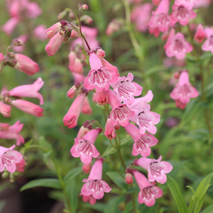 Penstemon Hidcote Pink