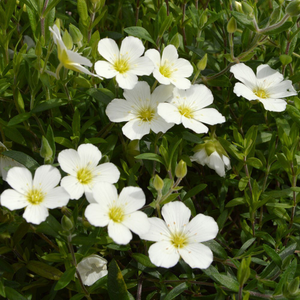 Arenaria montana Snow White