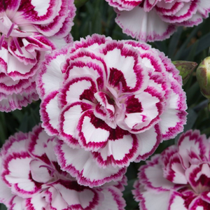 Dianthus Gran's Favourite