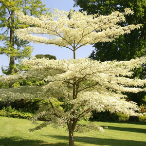 Cornus controversa Variegata