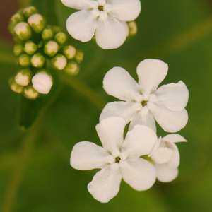 Brunnera macrophylla Betty Bowring