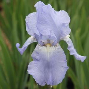Iris Jane Phillips