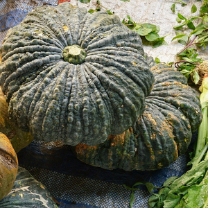 pumpkin Marina di Chioggia