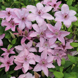 Clematis Hagley Hybrid