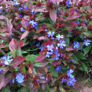 Ceratostigma plumbaginoides 