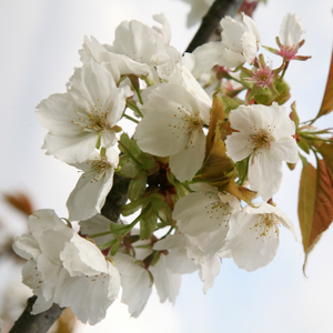 Prunus Tai-haku