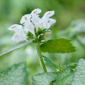 Lamium maculatum White Nancy