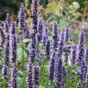 Agastache Blackadder
