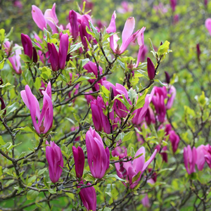 Magnolia Susan