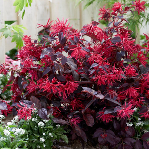 Loropetalum chinense var. rubrum Fire Dance