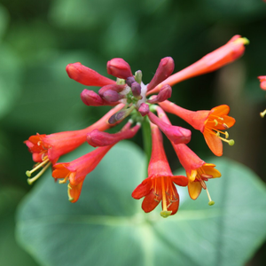 Lonicera × brownii Dropmore Scarlet