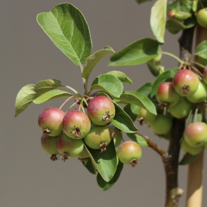 Malus Butterball