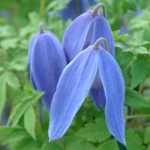 Clematis Bredon Blue