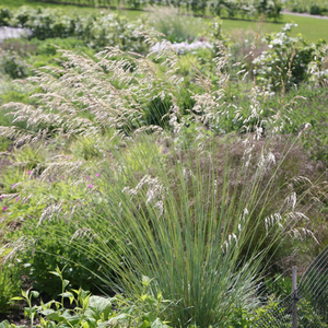 Helictotrichon sempervirens