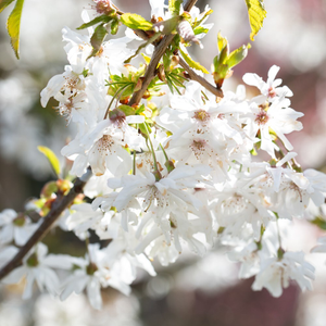Prunus Starlight