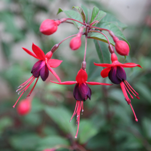 Fuchsia Mrs Popple