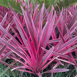 Cordyline Pink Passion ('Seipin') (PBR)