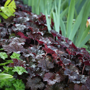 Heuchera villosa Palace Purple
