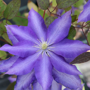 Clematis Daniel Deronda