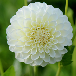 Dahlia Boom Boom White