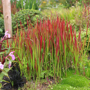 Imperata cylindrica Rubra