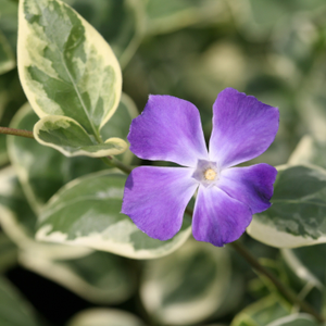 Vinca major Variegata