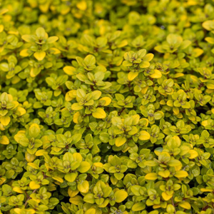 Thymus pulegioides Archer's Gold