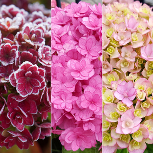 Hydrangea macrophylla You & Me Together ('Youmefive') (PBR)