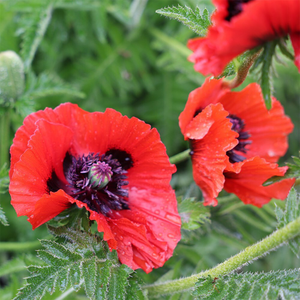 Papaver (Oriental Group) Beauty of Livermere