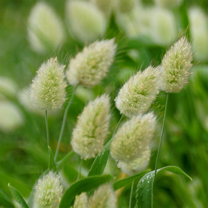 Lagurus ovatus 
