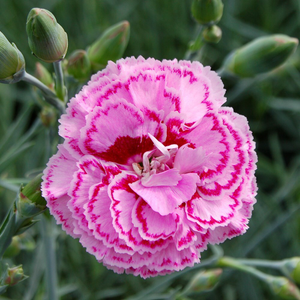 Dianthus Moulin Rouge (PBR)