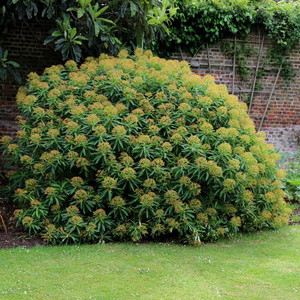 Euphorbia mellifera 